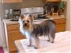 yorkie's fur-kizzy-after-bathsz.jpg