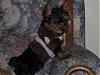 New Yorkie Mommy!!-100_0465.jpg