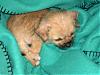 All Tan Yorkies--Rare??-pict0001-576-x-432-.jpg