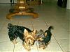 Yorkie goes into weird energy boost running/jumping mode at random times-baby-n-bitsy-size-320-x-240-.jpg