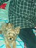All Tan Yorkies--Rare??-picture-006.jpg