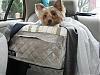 Can he outgrow this??-sparky-prefer-back-seat-his-carrier.jpg