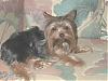YorkieTalk NEEDS Your Help - PLEASE READ!-kassie-2.jpg