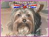 YorkieTalk NEEDS Your Help - PLEASE READ!-kassiekissesbidchaser.jpg