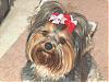 Hillarious Smiling Yorkie Pics Please......-puppy-cut.jpg