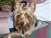 Hillarious Smiling Yorkie Pics Please......-lucy-grin.jpg