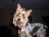 Hillarious Smiling Yorkie Pics Please......-lucy-dark-grin.jpg