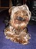 Hillarious Smiling Yorkie Pics Please......-p4040210.jpg