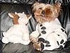 Hillarious Smiling Yorkie Pics Please......-jadenandcowsmiling.jpeg