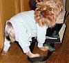 Hillarious Smiling Yorkie Pics Please......-inbag6.jpeg