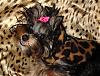 Hillarious Smiling Yorkie Pics Please......-jewelinasmiling4.jpeg