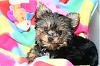 Hillarious Smiling Yorkie Pics Please......-sophie-smiles.jpg