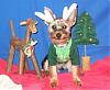 Hillarious Smiling Yorkie Pics Please......-x-mas-2.jpg