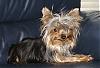 Hillarious Smiling Yorkie Pics Please......-diesel-smiling.jpg