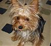 Hillarious Smiling Yorkie Pics Please......-dylan-sticking-out-tongue.jpg