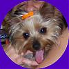 Hillarious Smiling Yorkie Pics Please......-tongue.jpg