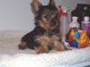 Share your baby pics!-piperpuppy2.jpg