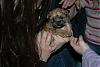 Our morkie @ 5 weeks today!-dsc_0033.jpg