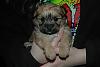 Our morkie @ 5 weeks today!-dsc_0044.jpg