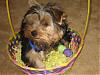 Happy Easter Pic From Betty-0408rsz.jpg