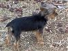 Wire haired yorkie-bijou32707b.jpg