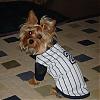 Wire haired yorkie-dylan-jersey.jpg