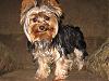 Shaved Yorkies...-groomer-003.jpg