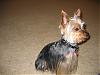 Shaved Yorkies...-03-04-040016_resize.jpg