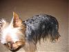 Shaved Yorkies...-03-04-040013_resize.jpg