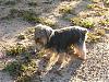 Shaved Yorkies...-penny-before-groomingsz.jpg