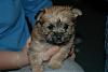 Morgan(?) the Morkie @ 6weeks!-morgan5.jpg