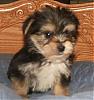 morkie owners help!!!!!!!!!!!!!-cutemokie-image1..jpg