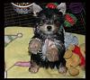 morkie owners help!!!!!!!!!!!!!-mymorkie-image1..jpg