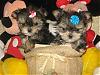 morkie owners help!!!!!!!!!!!!!-morkie-sisters-image1..jpg