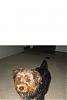 pics of 10 pound yorkies or over-sneak.jpg