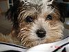 morkie owners help!!!!!!!!!!!!!-piper-face2.jpg