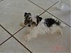 morkie owners help!!!!!!!!!!!!!-piper-floor.jpg