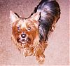 pics of 10 pound yorkies or over-ozziev.jpg