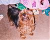 pics of 10 pound yorkies or over-sassin-me2.jpg