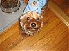 Rocky's New T-shirt from Poco Mutt-picture-006.jpg