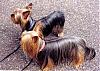 docking tails-kims-collars.jpg