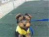 New Yorkie owner!-hpim1146a.jpg