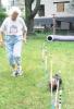 [News] Yorkie Owner Bonds Through Agility Competitions-yorkieagility.jpg