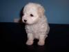 Finally Back to YT-maltipoo1.jpg