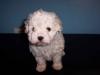 Finally Back to YT-maltipoo2.jpg