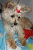 trying to decide:yorkie-poo, yorkie-jack-beauty4.jpg