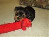 Cujo's New Baby Brother!-p4150552.jpg