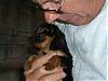 I got Yorkie fever!!!!-sunnie3.jpg