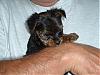 I got Yorkie fever!!!!-sunnie4.jpg