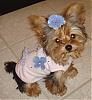 FREE dog Clothes winners and sample photos!!!-blueflowers.jpg